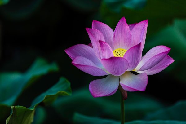 大豆产业链示意图，从进口大豆到压榨工厂再到豆粕豆油分销，紫色箭头连接各环节，专业信息图风格